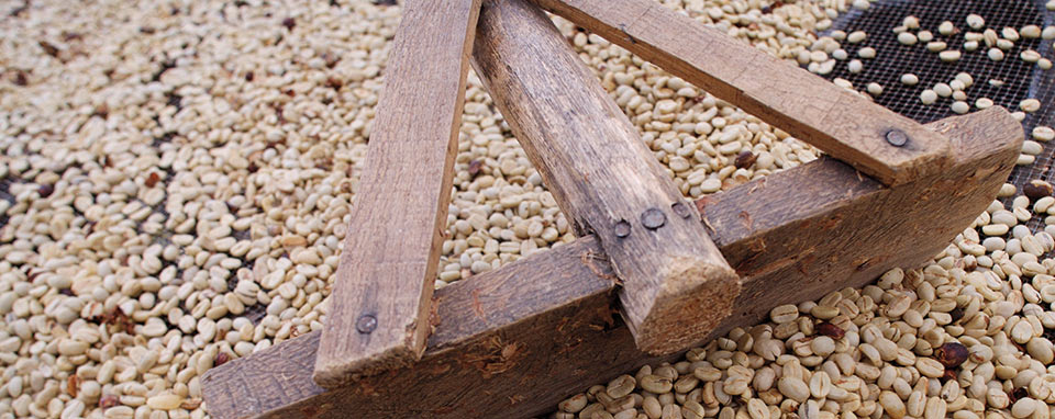 resilient coffee farmers