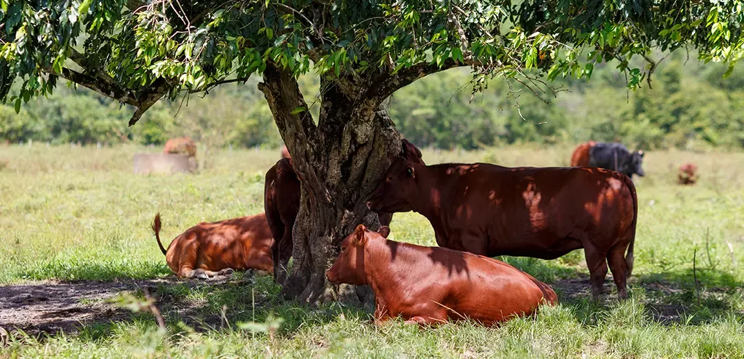 Cows grazing