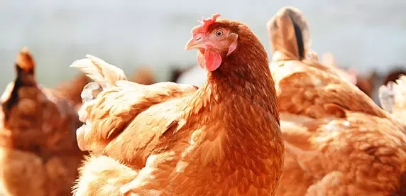 Animal Welfare