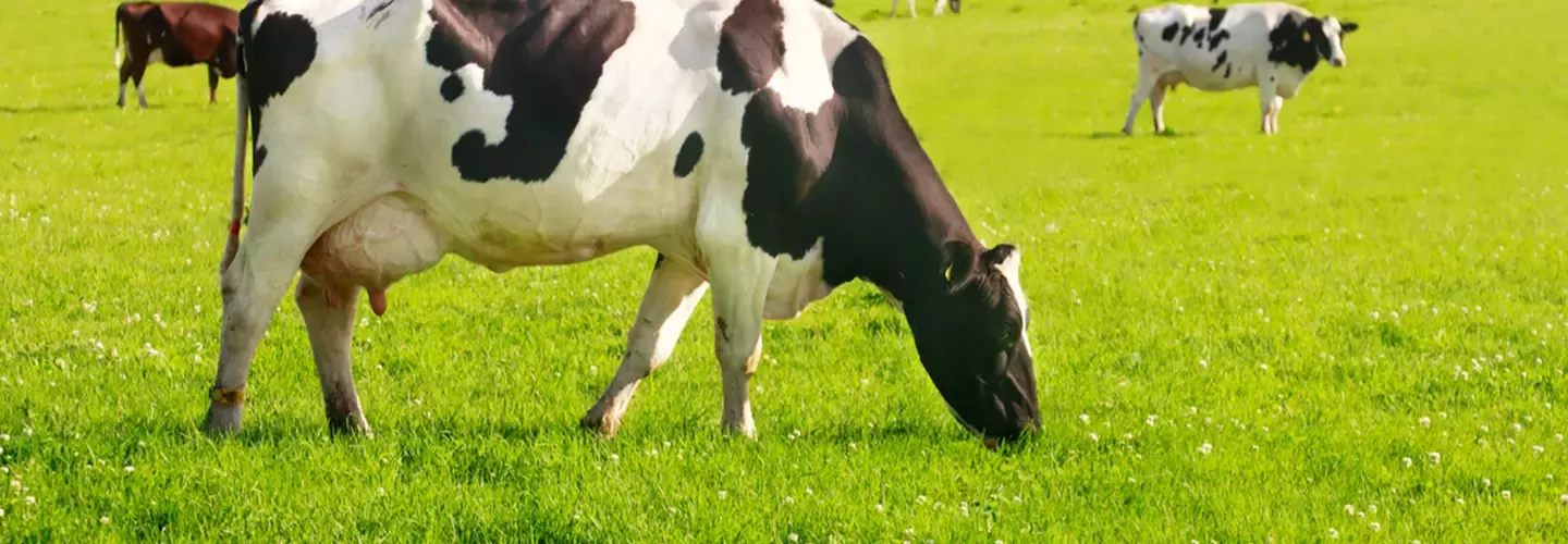 Working to Improve Farm Animal Welfare