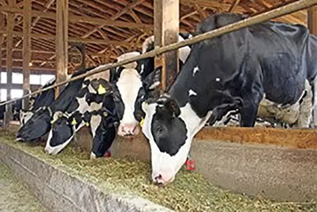The Forage & Feeding Project